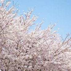 Upcoming green Events im Frühjahr 2018