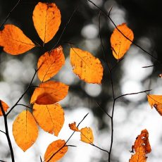 Dünne Zweige mit orange farbenen Blättern