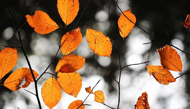 Dünne Zweige mit orange farbenen Blättern