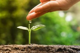 Ein „Pflanzgarten“ für Wachstumstechnologien zur wechselseitigen Befruchtung von Unternehmen
