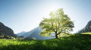 WIWIN just green impact Aktienfonds Kampagnenbild - grüne Wiese mit Baum vor blauem Himmel und Bergen