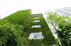 Fassadenbegrünung – „Gut für die Umwelt und den Wohlfühlfaktor“