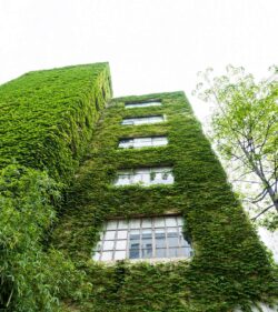 Fassadenbegrünung – „Gut für die Umwelt und den Wohlfühlfaktor“