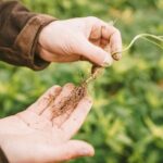 Geschützt: Boden als strategischer Hebel für die Landwirtschaft