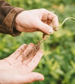 Geschützt: Boden als strategischer Hebel für die Landwirtschaft
