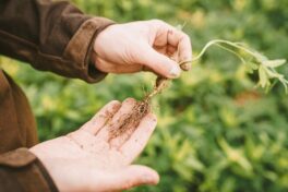 Geschützt: Boden als strategischer Hebel für die Landwirtschaft