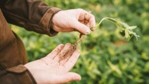 In den Händen eine Jungpflanze mit gutem Wurzelwachstum unterstreicht die Bedeutung von einem gesundem Boden für eine resiliente Landwirtschaft.