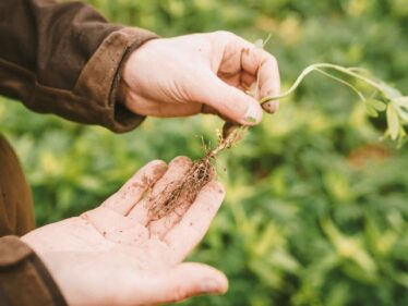 Geschützt: Boden als strategischer Hebel für die Landwirtschaft