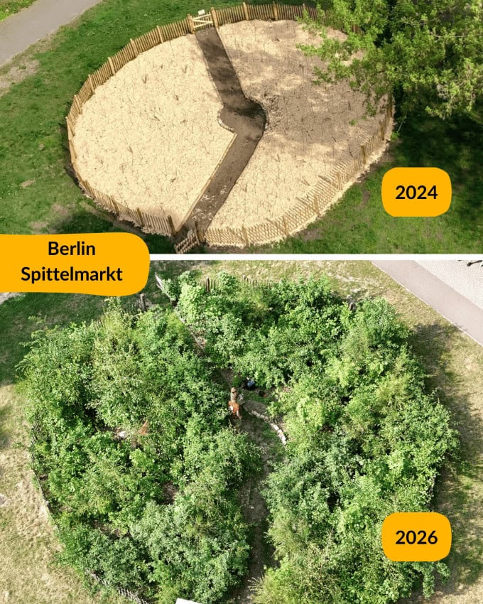 Tiny Forests - Vorher Nachher Bild in Berlin am Spittelmarkt