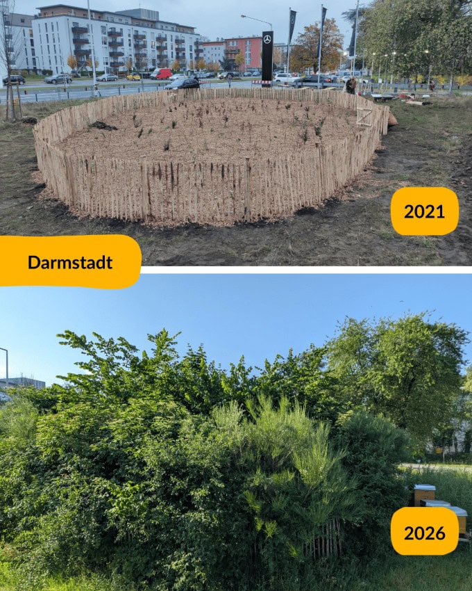 Tiny Forests Vorher Nachher Bild Darmstadt