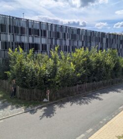 Tiny Forests: Kleine Wälder mit großer Wirkung – für Mensch und Natur